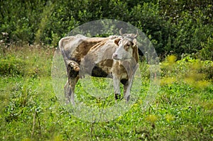 The cow in the meadow. photo